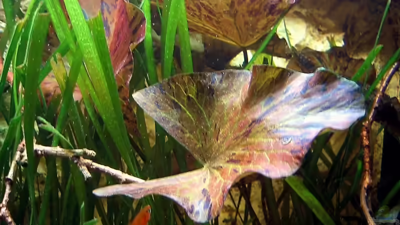 Aquarium Becken 4513 von Dennis Klusmann (4)