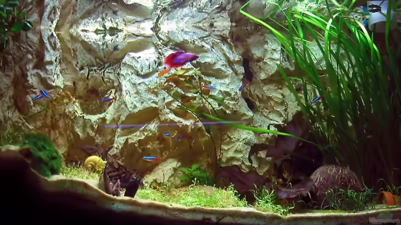 Aquarium Becken 4513 von Dennis Klusmann (5)