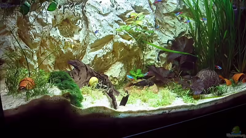 Aquarium Becken 4513 von Dennis Klusmann (6)