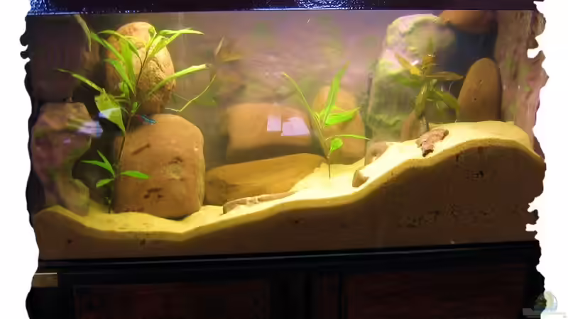 Aquarium Becken 4522 von Dennis Klusmann (8)