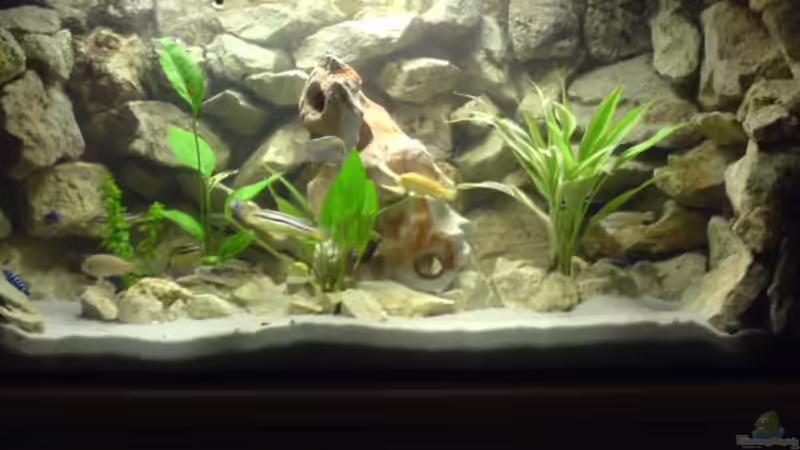 Aquarium Becken 4523 von Christian Müller (2)