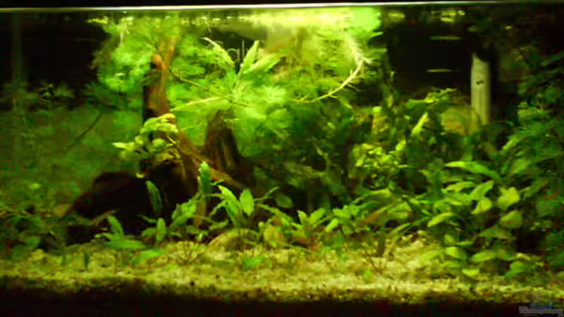 Aquarium Becken 4529 von Tim (2)