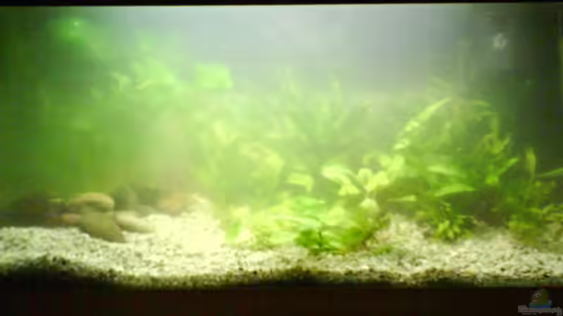 Aquarium Becken 4529 von Tim (5)