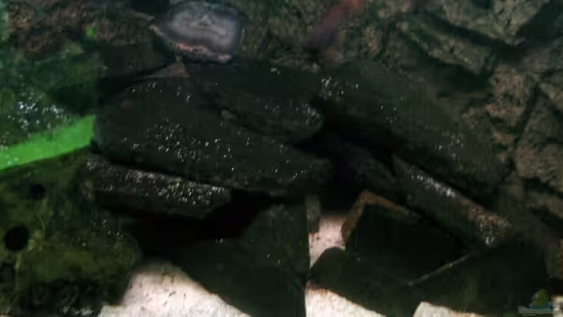 Aquarium Becken 4540 von Maurice Overheu (3)