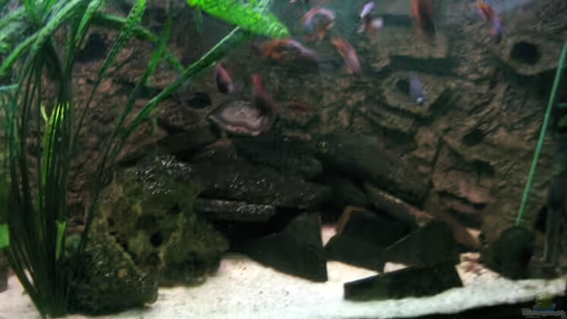 Aquarium Becken 4540 von Maurice Overheu (4)