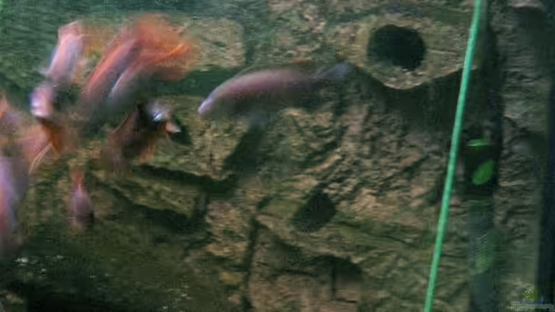 Aquarium Becken 4540 von Maurice Overheu (6)