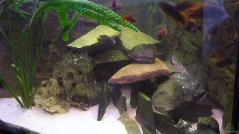 Aquarium Becken 4540 von Maurice Overheu (8)