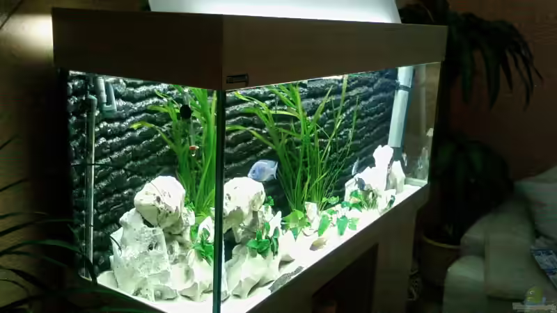 Aquarium Becken 4553 von Jonny84 (6)