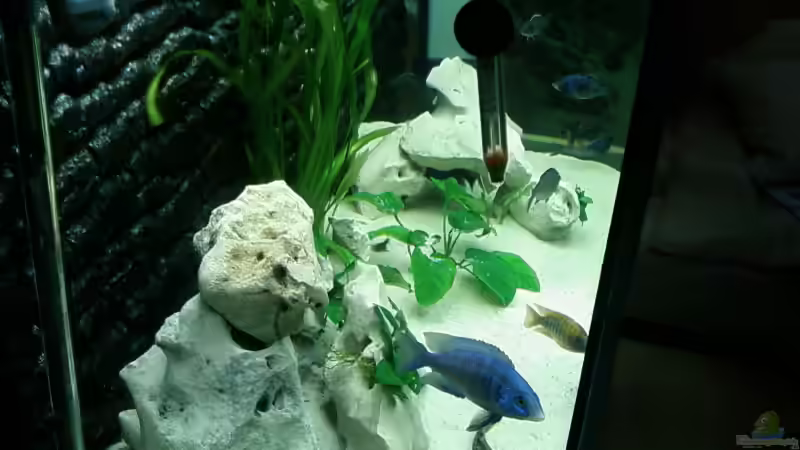 Aquarium Becken 4553 von Jonny84 (8)