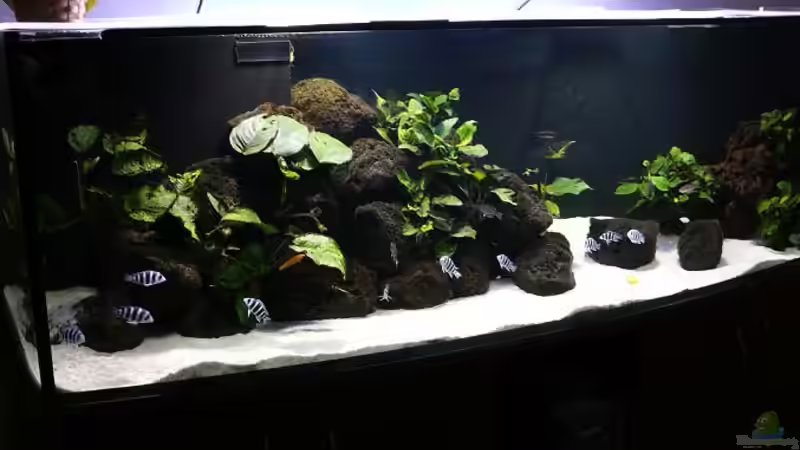 Aquarium Becken 4575 von Steffen Lehner (2)