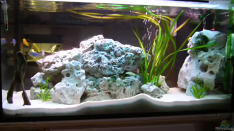 Aquarium Becken 460 von Sascha Bill (2)