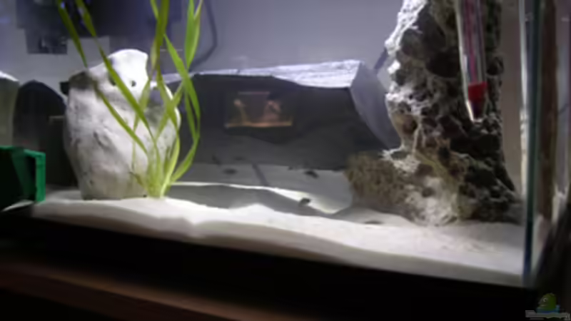 Aquarium Becken 460 von Sascha Bill (4)