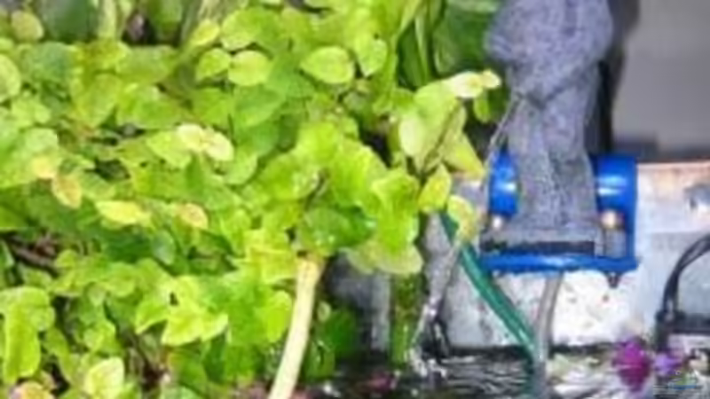 Aquarium Becken 4601 von Andreas Kampmann (2)