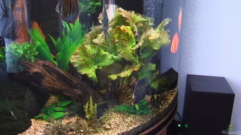 Aquarium Becken 4614 von Andrej Malikov (3)