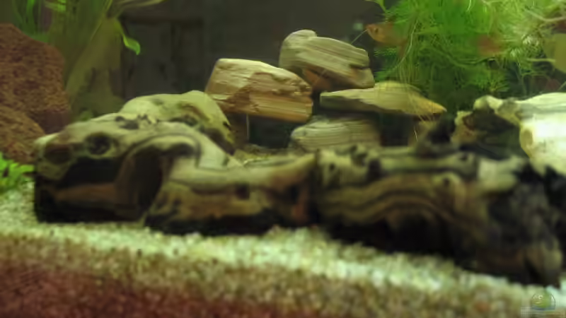 Aquarium Becken 4631 von Eleni Korostelis (2)