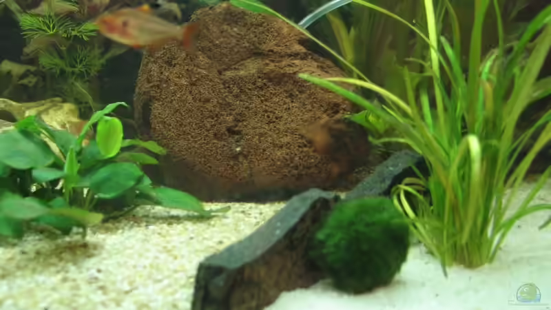 Aquarium Becken 4631 von Eleni Korostelis (3)