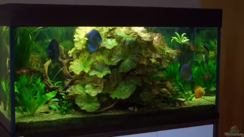 Aquarium Becken 4641 von Stefan Andres (2)