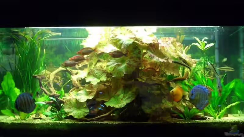 Aquarium Becken 4641 von Stefan Andres (3)