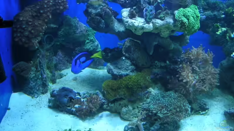 Aquarium Becken 4655 von Bernd Kienle (2)