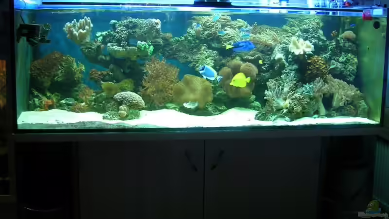 Aquarium Becken 4655 von Bernd Kienle (3)