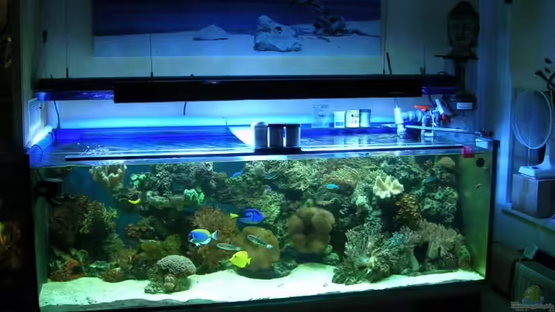 Aquarium Becken 4655 von Bernd Kienle (4)