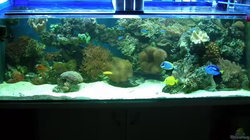 Aquarium Becken 4655 von Bernd Kienle (5)