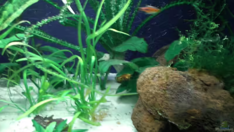 Aquarium Becken 4658 von Toda (2)