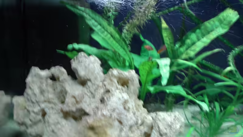 Aquarium Becken 4658 von Toda (3)