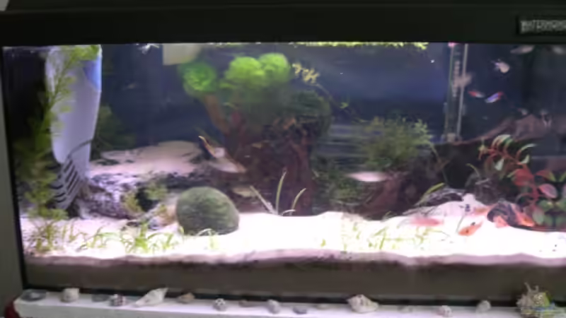 Aquarium Becken 4673 von Claudia Lübke (2)