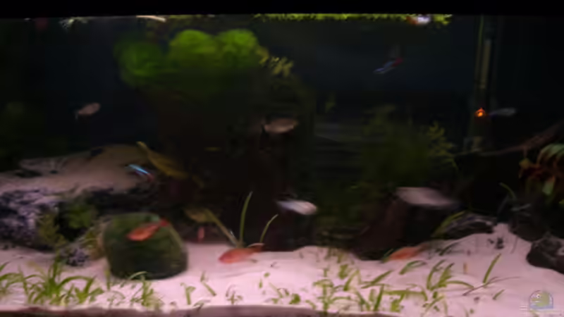 Aquarium Becken 4673 von Claudia Lübke (3)