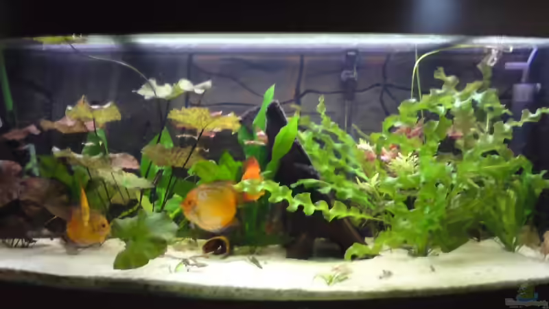 Aquarium Becken 4674 von Stefan Arenth (4)