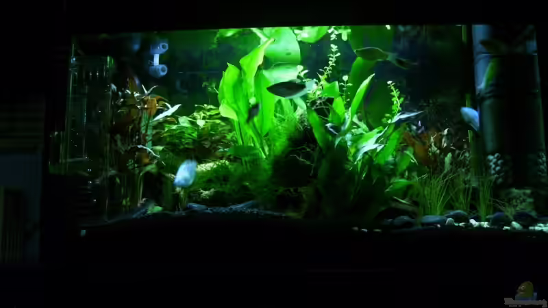 Aquarium Becken 4675 von Daniel Löhr (2)