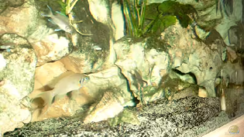 Aquarium Becken 468 von Angelika Fabick (2)