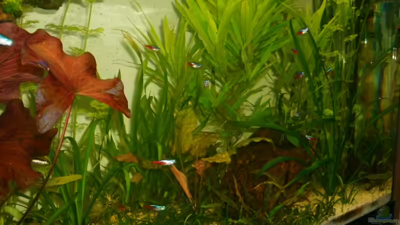 Aquarium Becken 4716 von Dennis Niemeier (2)