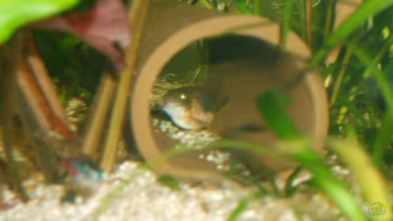 Aquarium Becken 4716 von Dennis Niemeier (3)