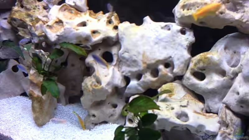 Aquarium Becken 474 von Benjamin Burzlaff (3)