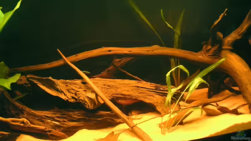 Aquarium Becken 4750 von Sebastian Zunhammer (3)