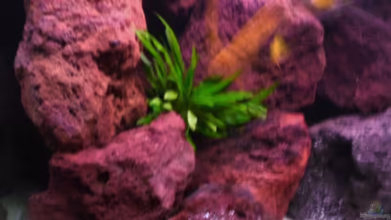 Aquarium Becken 4763 von Ismail Korkmaz (3)