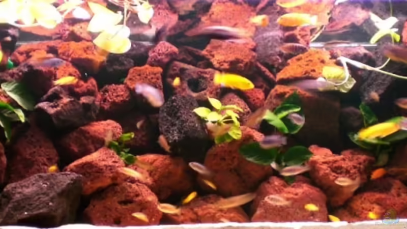 Aquarium Becken 4763 von Ismail Korkmaz (6)