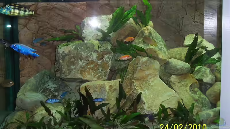 Aquarium Becken 4764 von Daniel Kurz (2)