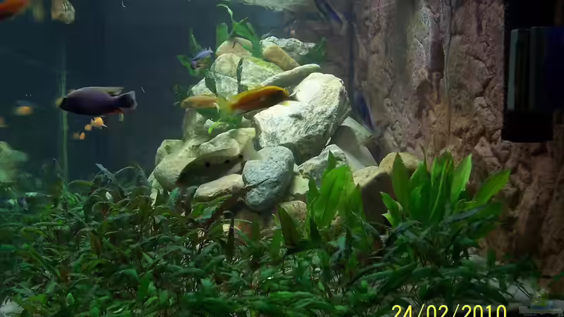 Aquarium Becken 4764 von Daniel Kurz (3)