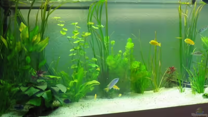 Aquarium Becken 479 von Vuletic Dejan (2)