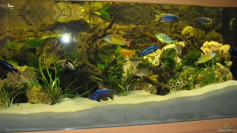 Aquarium Becken 4795 von Gabriel Lechner (4)