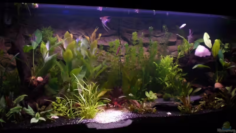 Aquarium Becken 4803 von Michael Kompter (2)