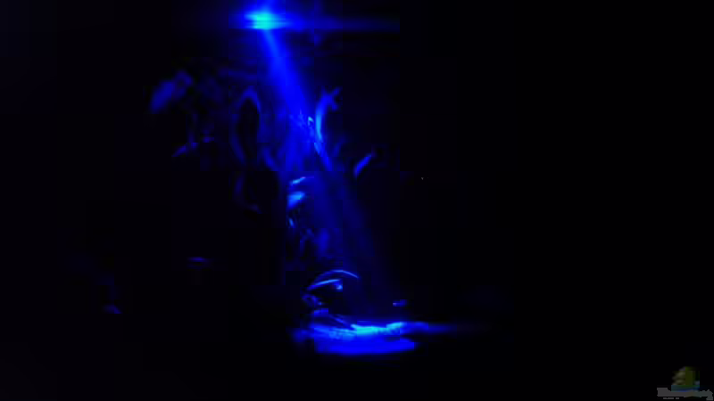 Aquarium Becken 4803 von Michael Kompter (3)