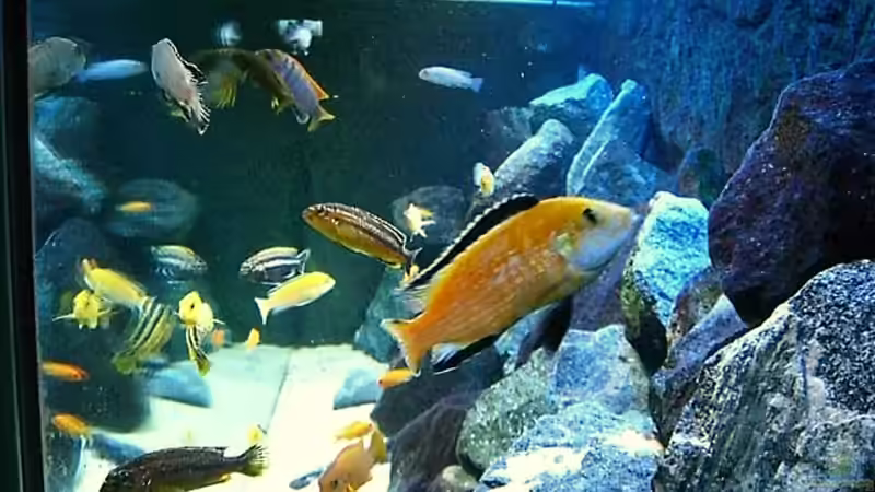 Aquarium Becken 4815 von Christian Dornieden (11)