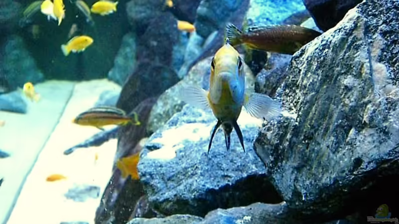 Aquarium Becken 4815 von Christian Dornieden (12)