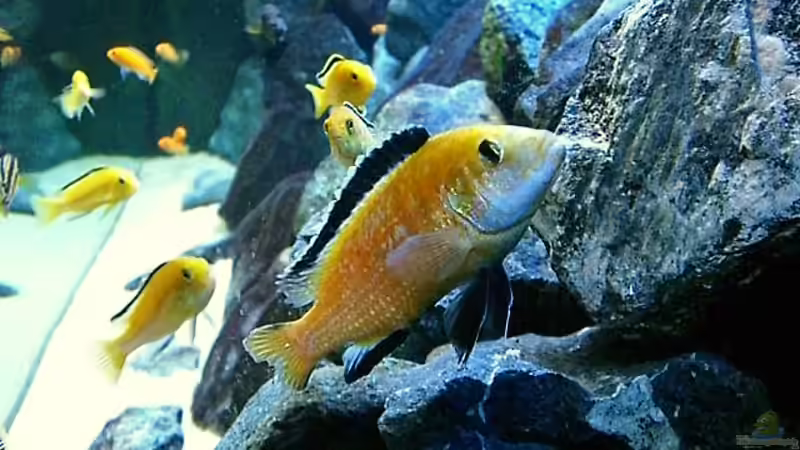 Aquarium Becken 4815 von Christian Dornieden (14)