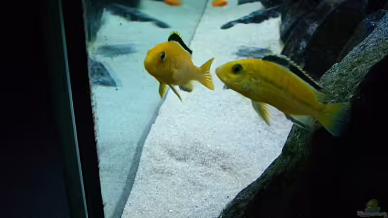 Aquarium Becken 4815 von Christian Dornieden (15)