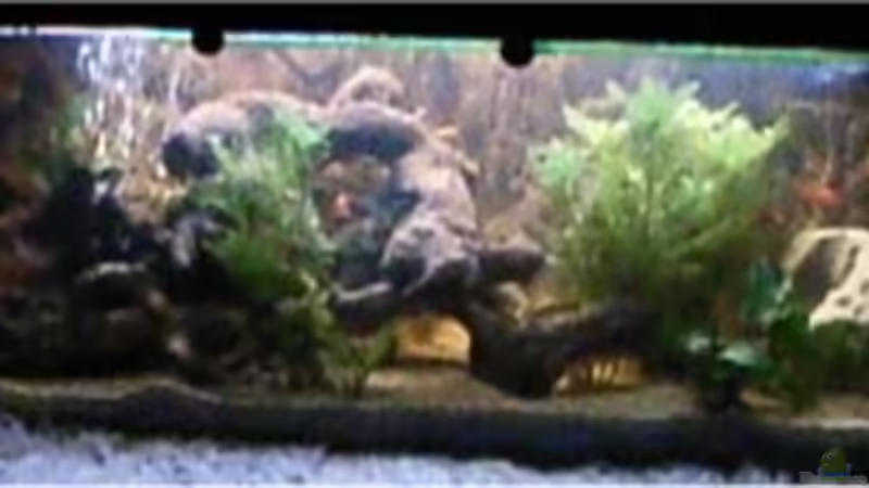 Aquarium Becken 4826 von Uwe Giesemann (2)